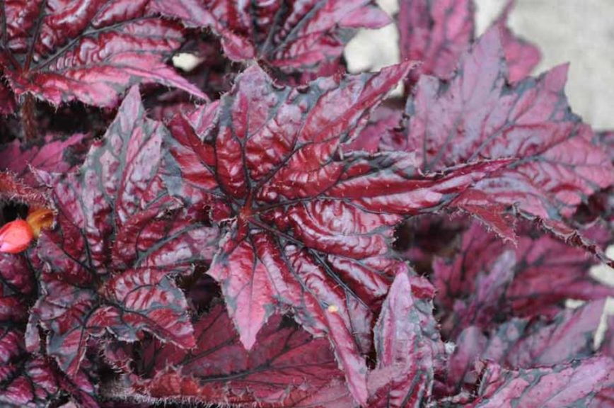 Begonia 'Bewitched Cherry'