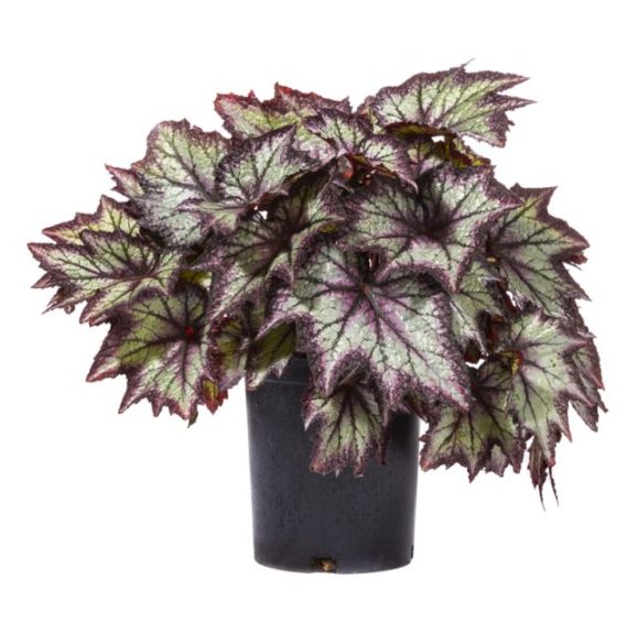 Begonia 'Bewitched Lavender'