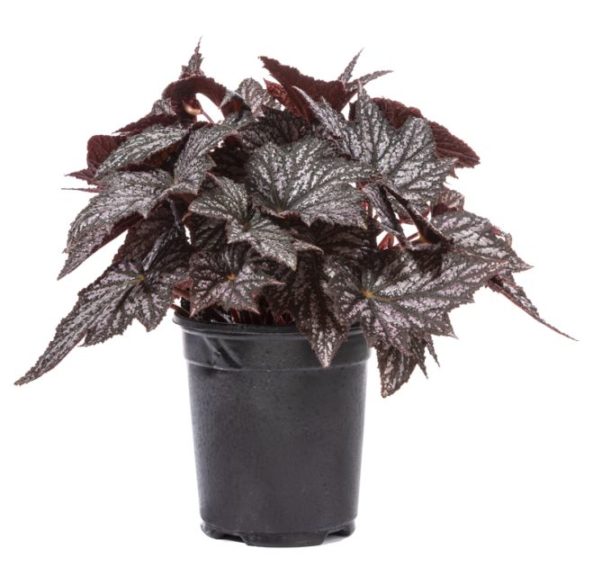 Begonia 'Bewitched Silver'