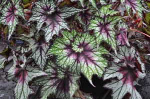 Begonia 'Curly Cherry Mint'