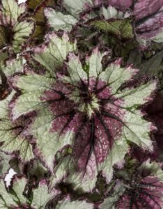 Begonia 'Curly Peppermint'