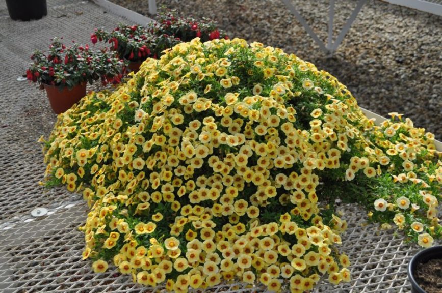 Calibrachoa 'Cruze Control Yellow Delicious'