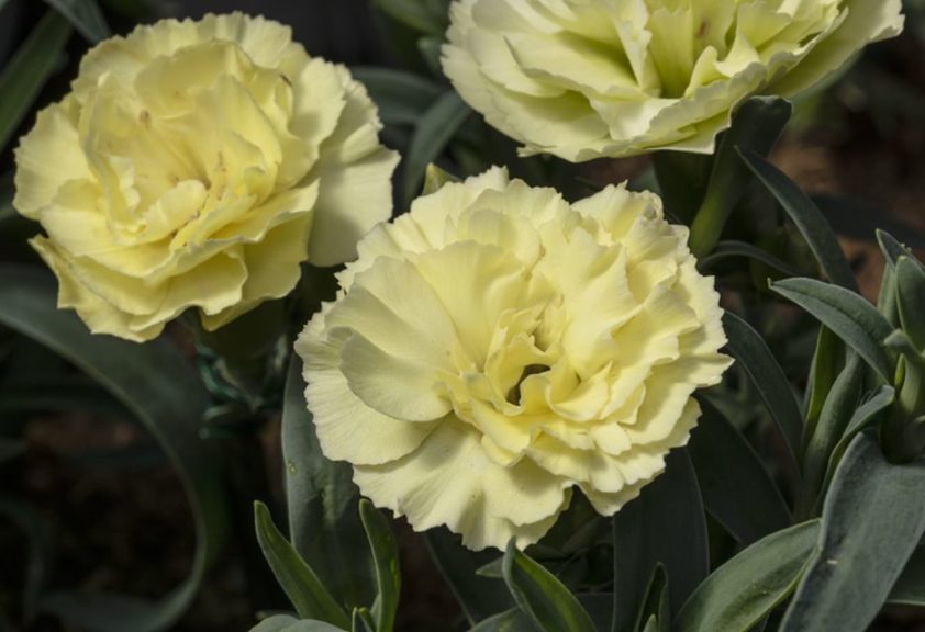 Dianthus 'Constant Beauty Yellow'