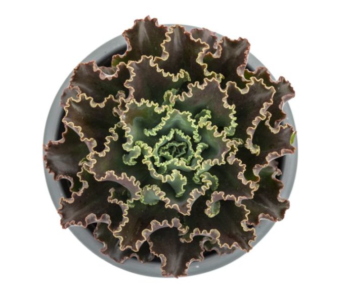 Echeveria 'Coral Reef Dark Chocolate'