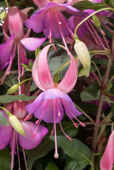 Fuchsia 'Windchimes Upright Pink Lilac'