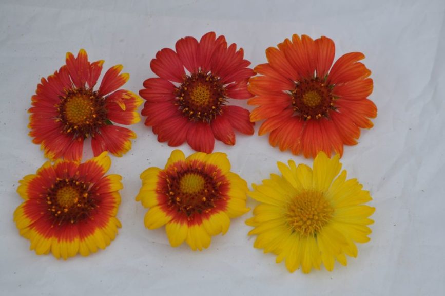 Gaillardia Lunar Series