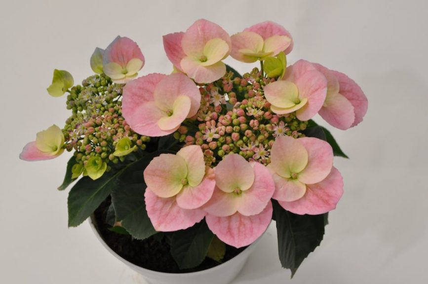 Hydrangea 'Game Changer Shell Pink' 