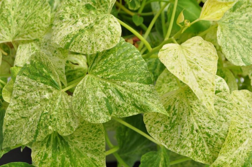 Ipomoea 'Sweet Georgia Green Splash' 