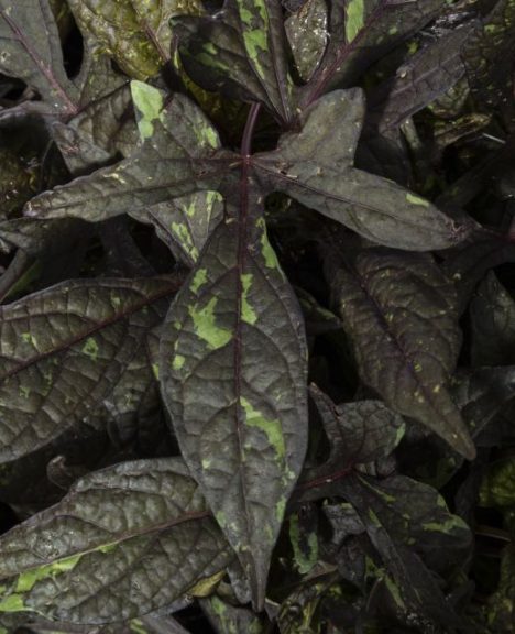 Ipomoea 'Sweet Georgia Purple Splash' 