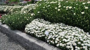 New 2021 Plants: Terra Nova Nurseries, Green Fuse Botanicals, Spring Meadow Nursery, and Walters Gardens