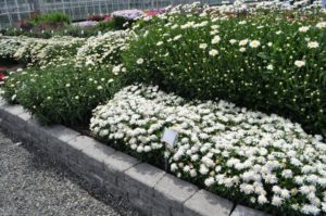 Leucanthemum 'Carpet Angel Daisy'