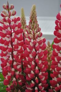 Lupine 'Staircase Red/White'