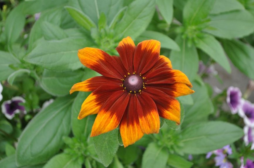Rudbeckia 'Dakota Red Shield'