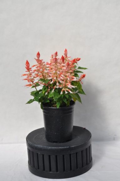 Salvia splendens 'Grandstand Creamsicle'
