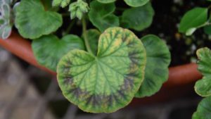 Boost Your Knowledge in Greenhouse Abiotic Disorders, Root Zone Management, and More