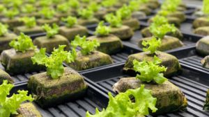 Controlled-Environment Ag Reaches New Heights in Florida