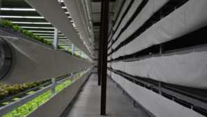 CEA, Vertical Farming Among Forbes’ Top Ag Tech Trends to Watch