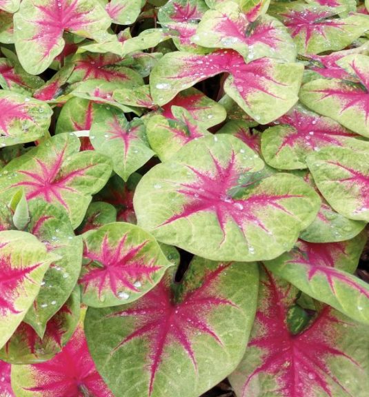 Caladium 'Heart to Heart Lemon Blush'