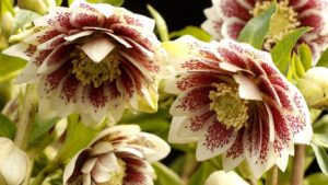 New Perennials for 2021 from Terra Nova Nurseries