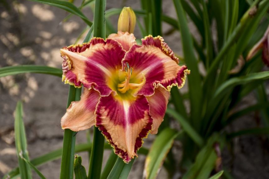 Hemerocallis 'Rainbow Rhythm Lake of Fire' 