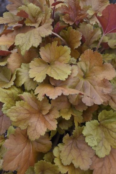 Heuchera 'Dolce Toffee Tart' 