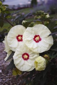 Hibiscus 'Summerific French Vanilla' 