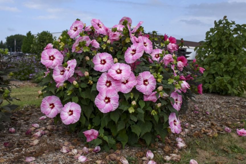 Hibiscus 'Summerific Spinderella' 