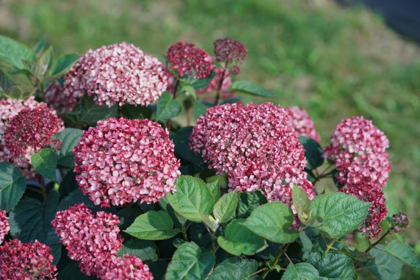 Hydrangea arborescens 'Invincibelle Garnetta' 