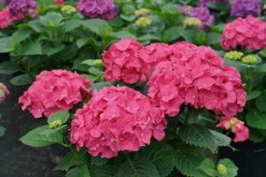 Hydrangea macrophylla 'Let's Dance Big Band' 