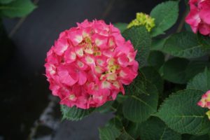 Hydrangea macrophylla 'Wee Bit Giddy' 