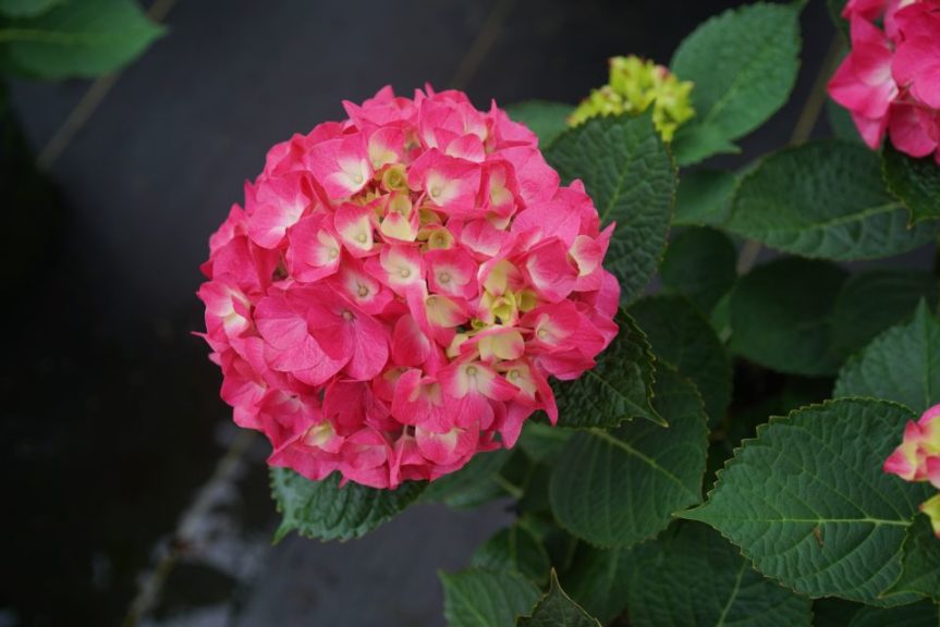 Hydrangea macrophylla 'Wee Bit Giddy' 