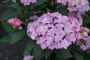Hydrangea serrata 'Let's Dance Cancan'