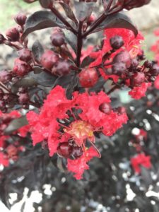 Lagerstroemia 'Center Stage Red' 