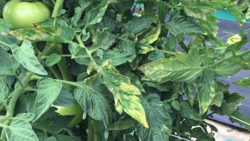 Managing Leaf Mold in Greenhouse Tomatoes