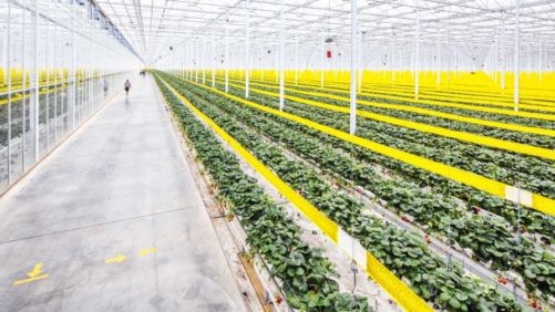 Take a Closer Look at the Ontario Greenhouse Vegetable Market