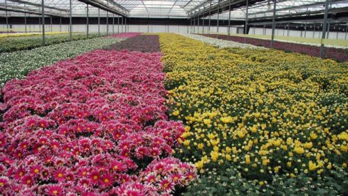 How One Grower is Delivering a Message of Support to Its Community During COVID-19