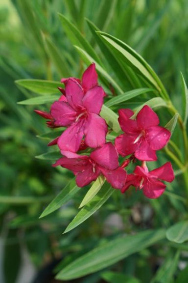 Nerium 'Austin Pretty Limits' 