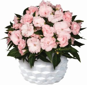 New Guinea Impatiens 'Roller Coaster Cotton Candy'