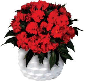 New Guinea Impatiens 'Roller Coaster Red Racer'