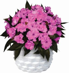 New Guinea Impatiens 'Roller Coaster Valravn Violet'