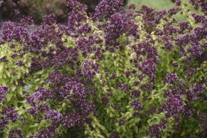 Origanum 'Drops of Jupiter' 