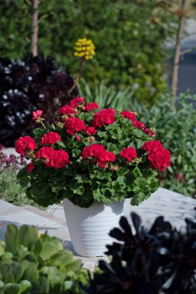 Pelargonium 'Big EEZE Watermelon'