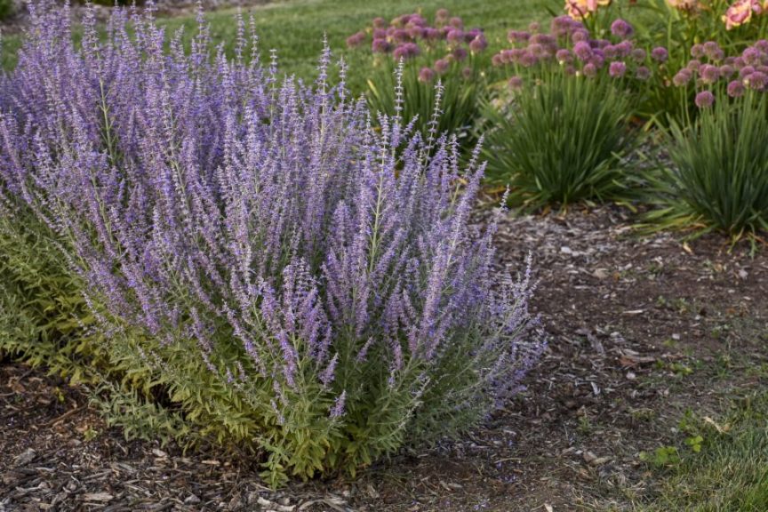 Perovskia atriplicifolia 'Sage Advice' 
