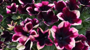 Westhoff Flowers New Plants for 2021