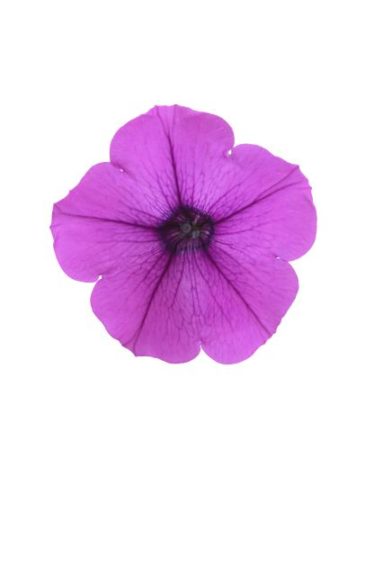 Petunia 'DuraBloom Electric Lilac'