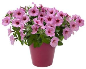 Petunia 'DuraBloom Royal Pink'