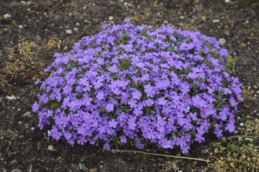 Phlox 'Mountainside Crater Lake' 