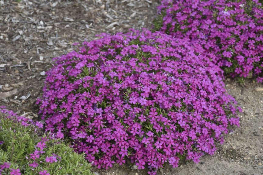 Phlox 'Mountainside Majestic Magenta' 