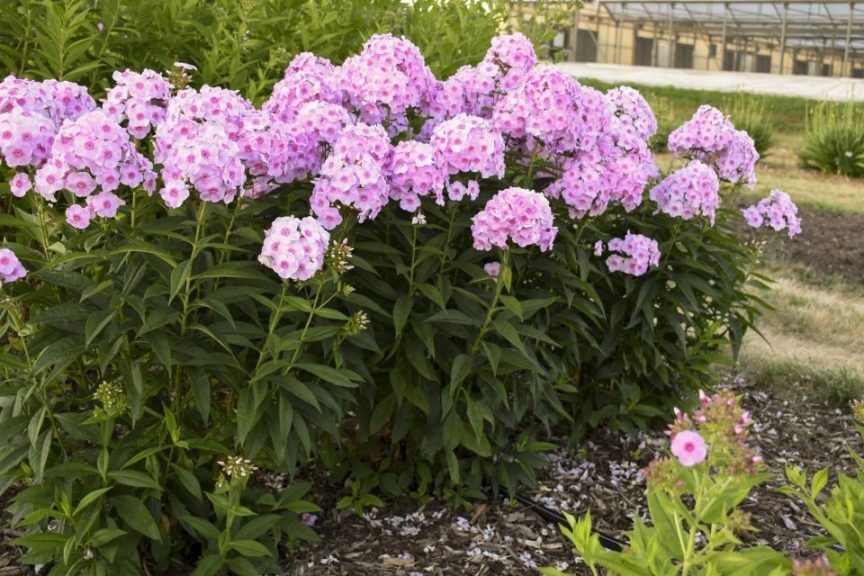 Phlox 'Luminary Opalescence' 