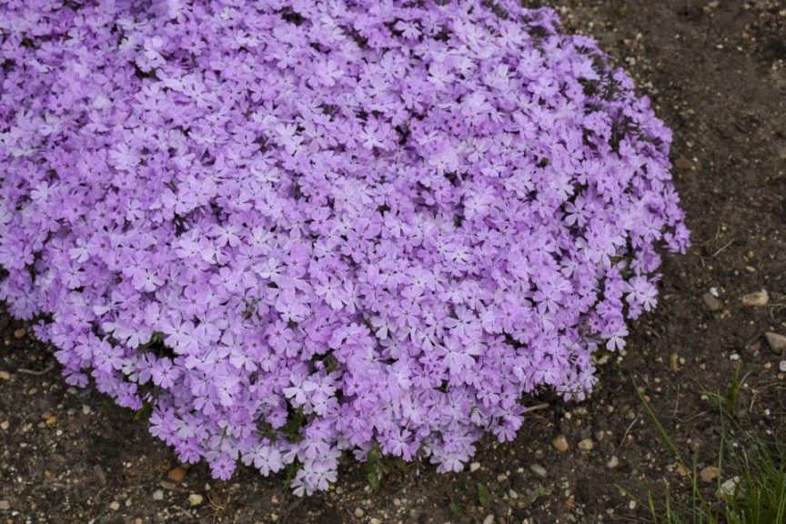 Phlox 'Spring Bling Pink Sparkles' 